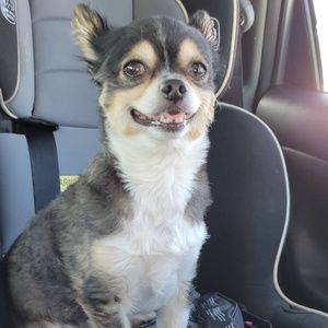 Meet your Posher, Ellery